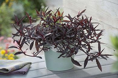 科乐美有新动作？《合金装备》35周年纪念网站现身